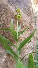 Fritillaria persica