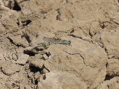 Argia alberta