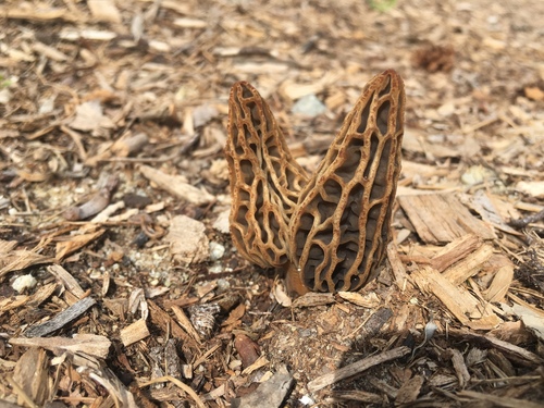 Woodchip Morel