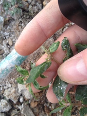 Euphorbia ophthalmica
