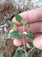 Euphorbia ophthalmica