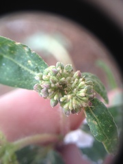 Euphorbia ophthalmica