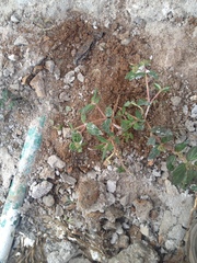 Euphorbia ophthalmica
