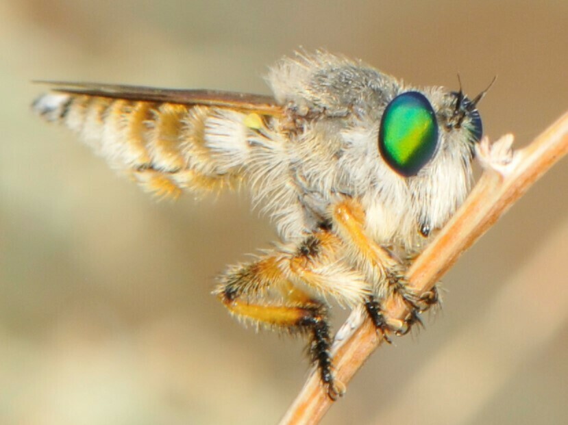 Oracle Beebandit