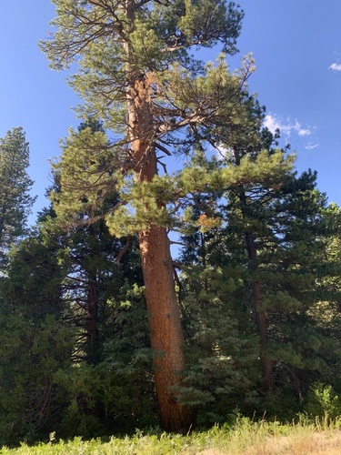 iNaturalist observation photo of Western Ponderosa Pine