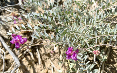 Astragalus palmeri