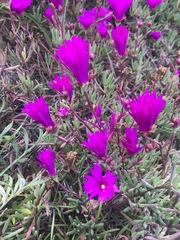 Malephora crocea
