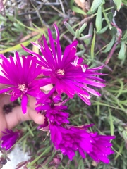 Malephora crocea