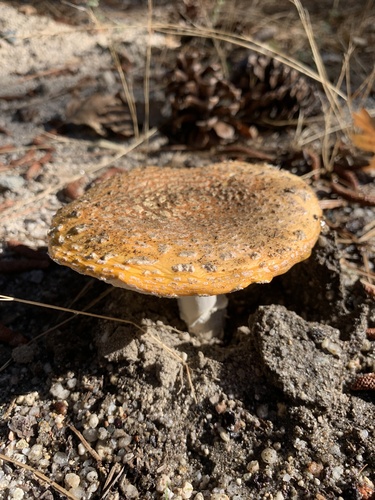 iNaturalist observation photo of Fly Agaric
