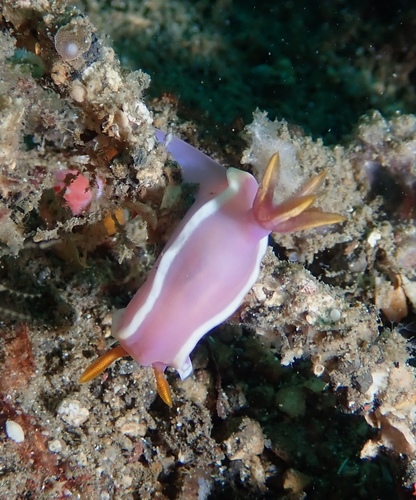 Hypselodoris variobranchia
