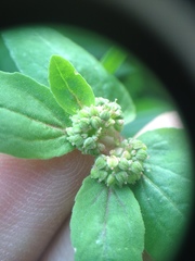 Euphorbia ophthalmica