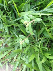 Euphorbia ophthalmica