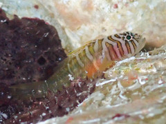 Half-Barred Goby photo 1
