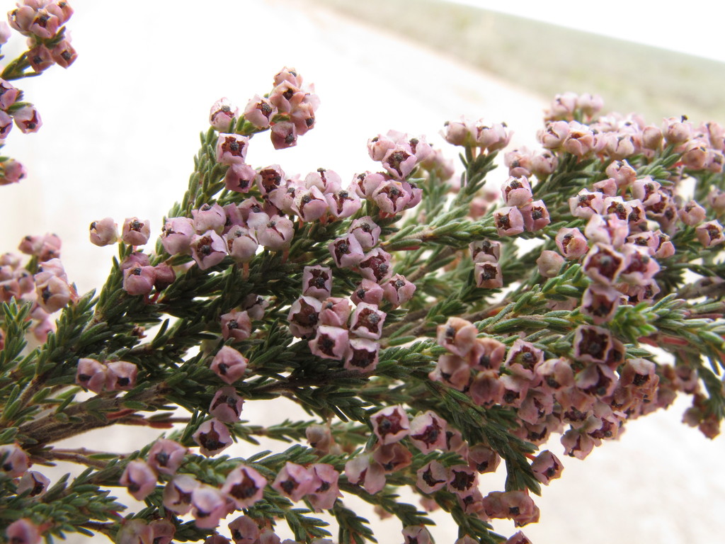 Erica flexistyla