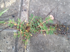 Euphorbia ophthalmica