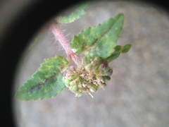 Euphorbia ophthalmica