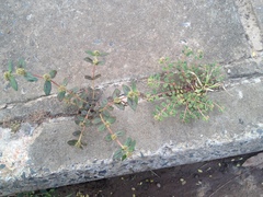 Euphorbia ophthalmica