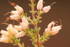 Erica interrupta