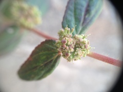 Euphorbia hirta