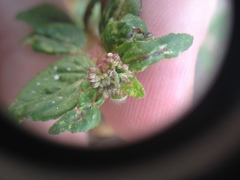 Euphorbia ophthalmica