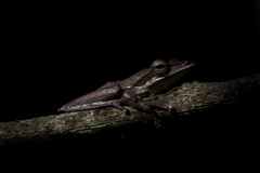Taruga longinasus