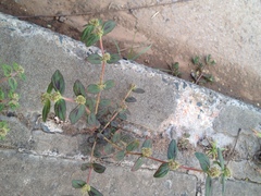 Euphorbia hirta