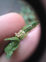 Euphorbia ophthalmica