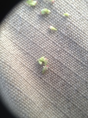 Euphorbia ophthalmica