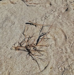 Sceloporus cozumelae