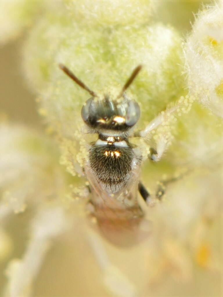 Virgin River Fairy Bee
