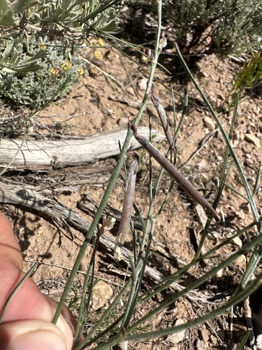 Image of Lesser Rushy Milkvetch (Astragalus convallarius) by (c) Matt Berger, some rights reserved (CC BY)