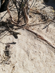 Sceloporus cozumelae