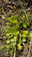 Ranunculus foliosus