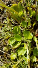 Ranunculus foliosus