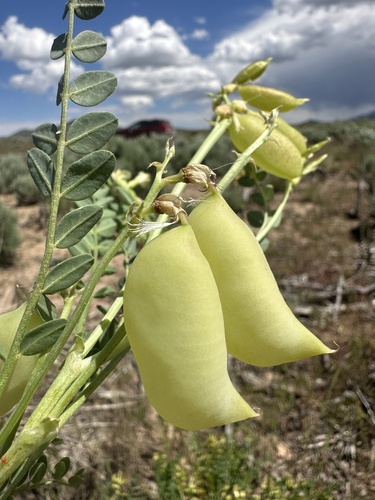 Image of Astragalus oophorus by (c) Matt Berger, some rights reserved (CC BY)