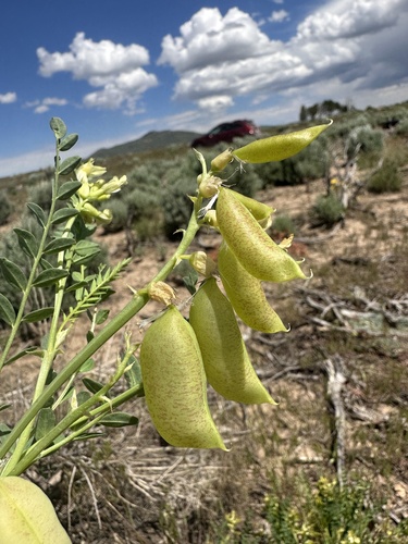 Image of Astragalus oophorus by (c) Matt Berger, some rights reserved (CC BY)