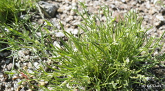 Pectocarya peninsularis