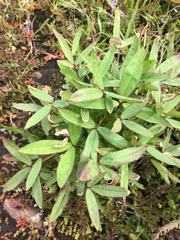 Trifolium palmeri
