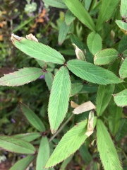 Trifolium palmeri