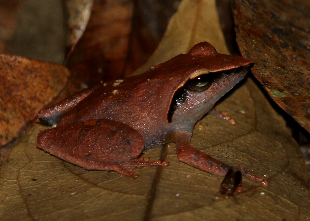 Sharp-Snouted Shrub Frog