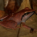 Pseudophilautus cuspis - Photo (c) Shanelle Wikramanayake, algunos derechos reservados (CC BY-NC)