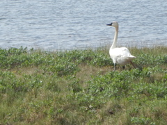 Cygnus columbianus columbianus