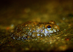 Ceylon Streamlined Frog photo 2