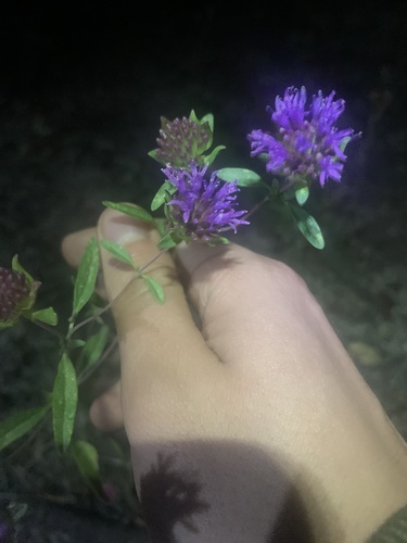 iNaturalist observation photo of Brewer's Monardella