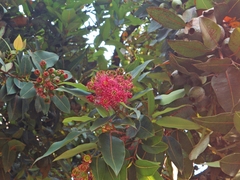 Corymbia ficifolia