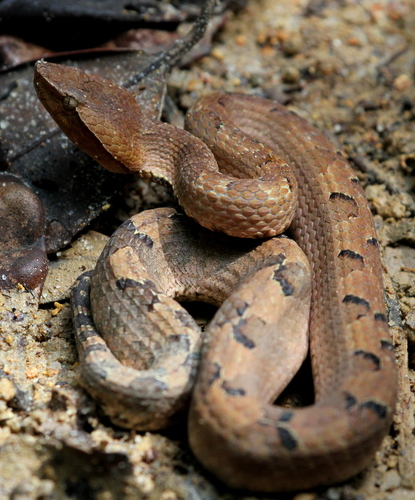 Photo of a Hump-nosed Moccasin (Hypnale hypnale)