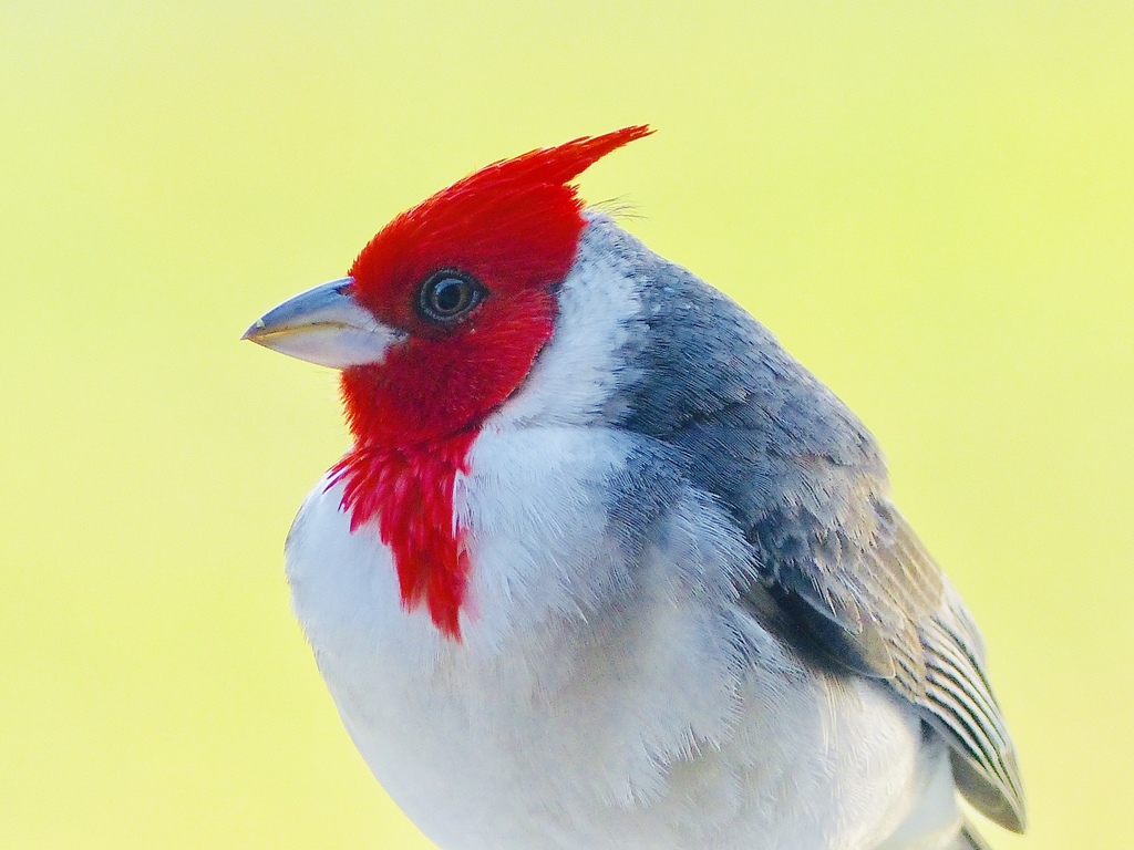 Red-headed Cardinals