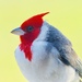 Red-headed Cardinals - Photo (c) briellereid, some rights reserved (CC BY-NC), uploaded by briellereid