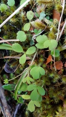 Ranunculus membranifolius