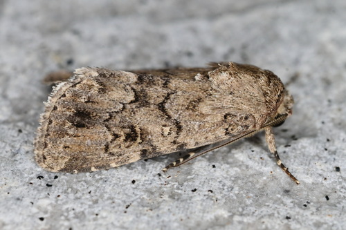 Dark Mottled Willow